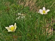 49 Pulsatilla alpina (Anemone alpino)